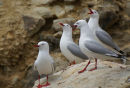 Singing Gulls